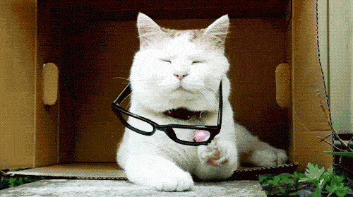 Cat_puts_on_glasses_to_read_Chinese.gif