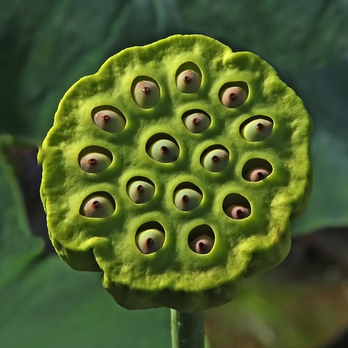 Lotus seeds