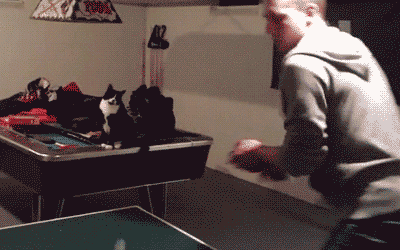 Cat Fist Pump Ping Pong