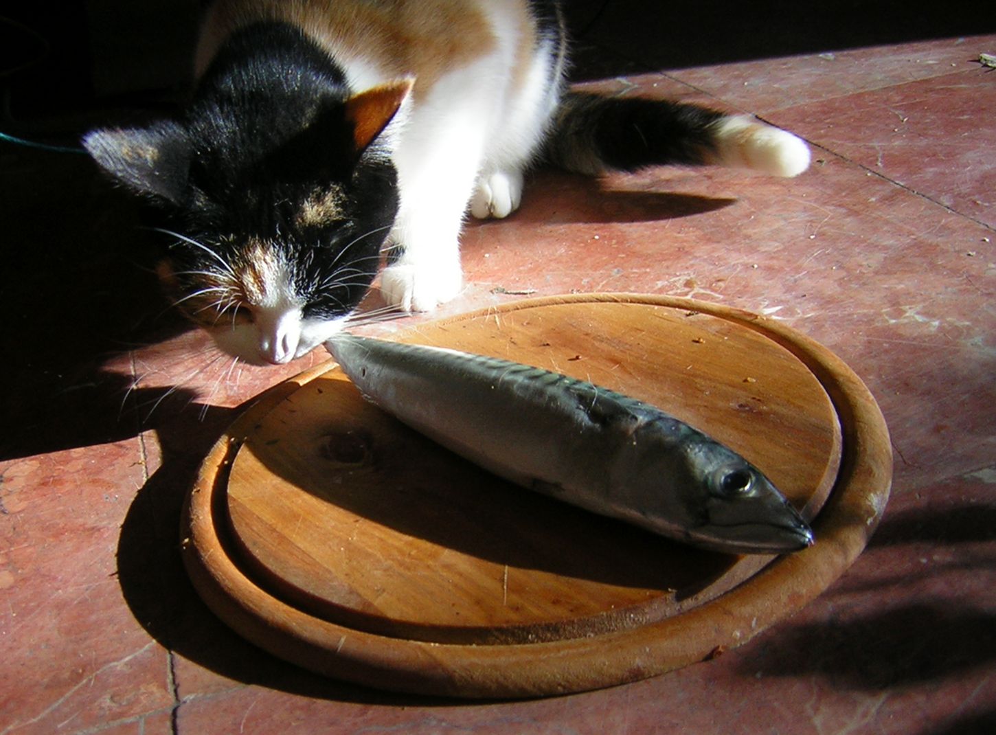 Cat sniffing a fish