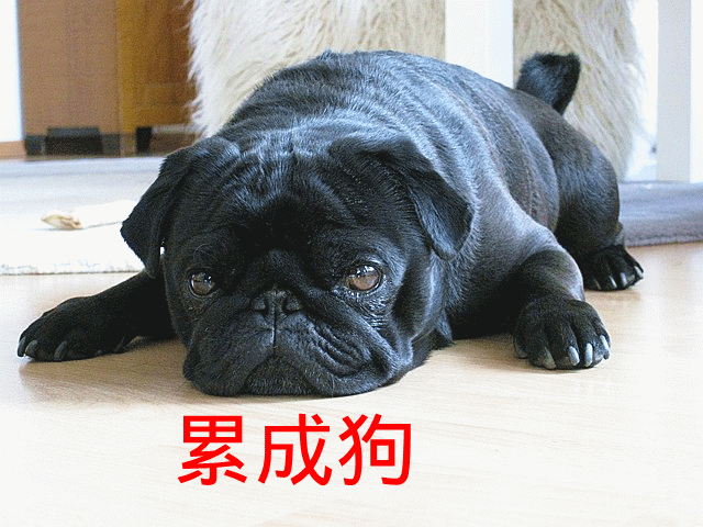 Tired like a dog - 累成狗