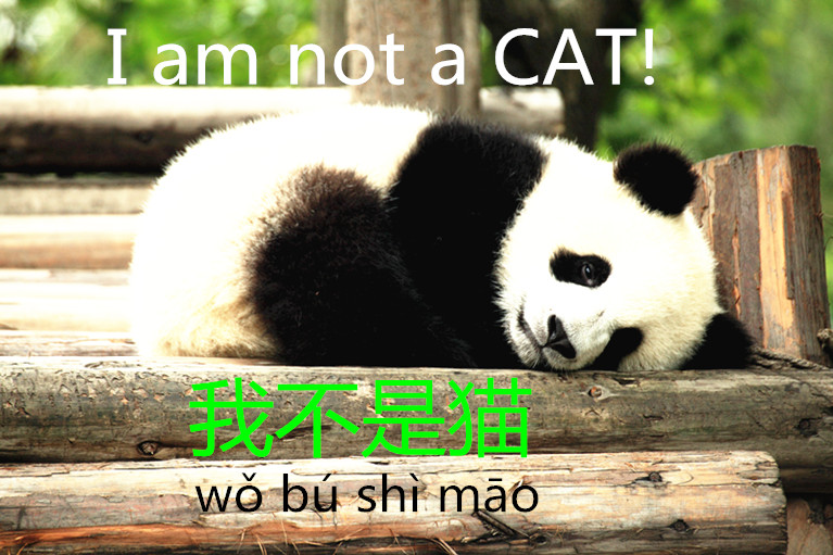 In Chinese, pandas are bear cats