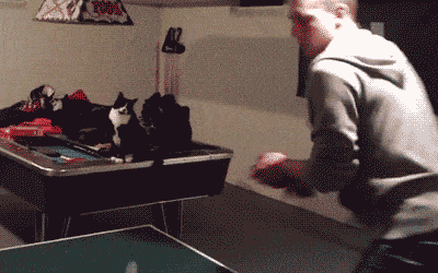 Cat-Ping-Pong-Fistbump.gif
