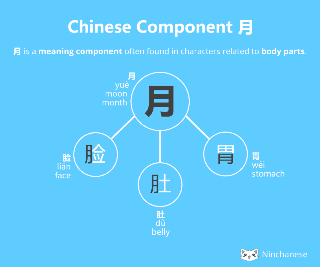 Chinese Character Component 月 Moon Meaning Ninchanese