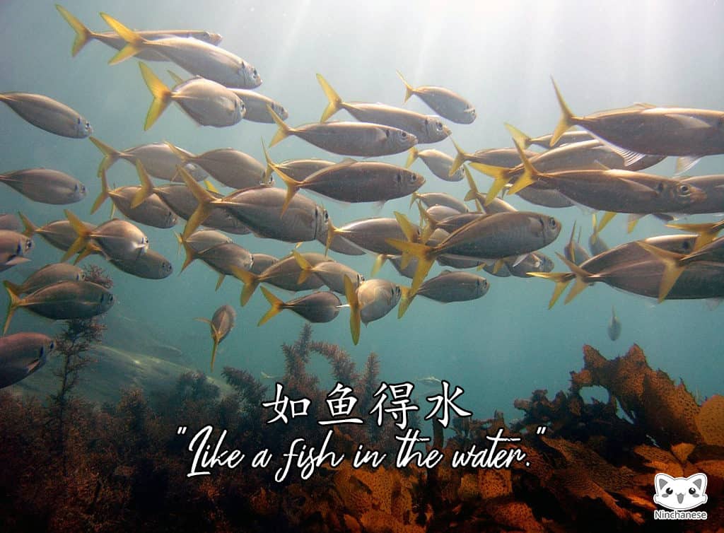 Chinese idiom: like a fish in the water